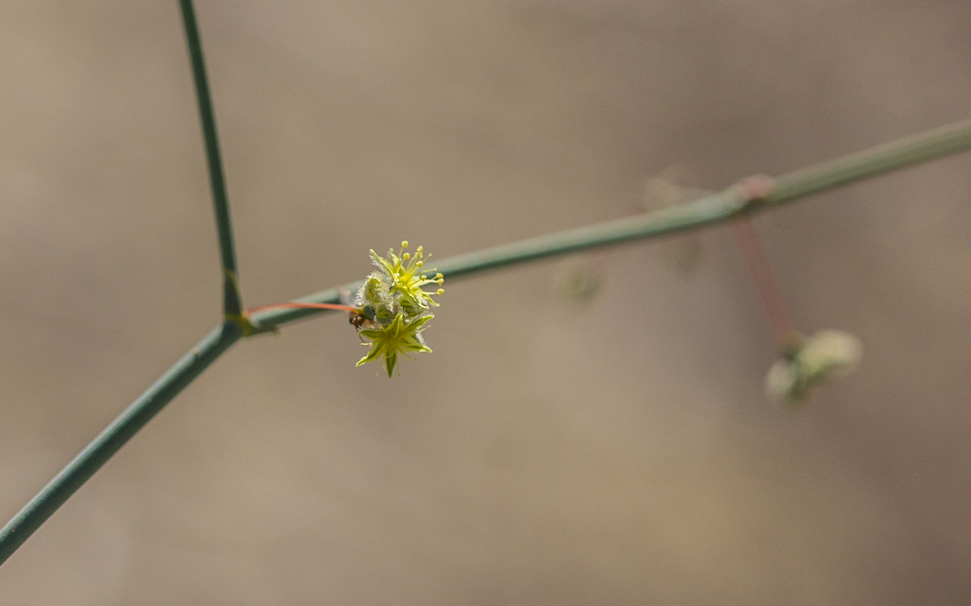 Desert Trumpet (Eriogonum inflatum)