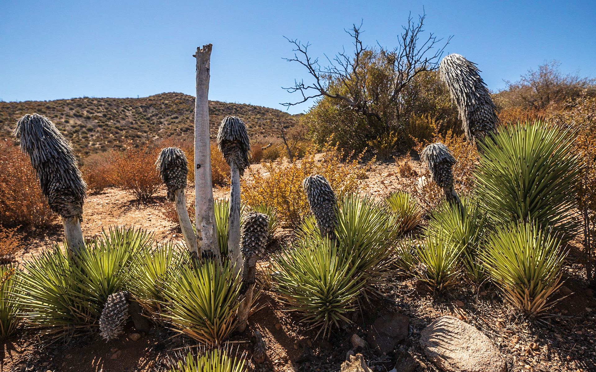 Sprouting Joshua Trees, 20 years after fire