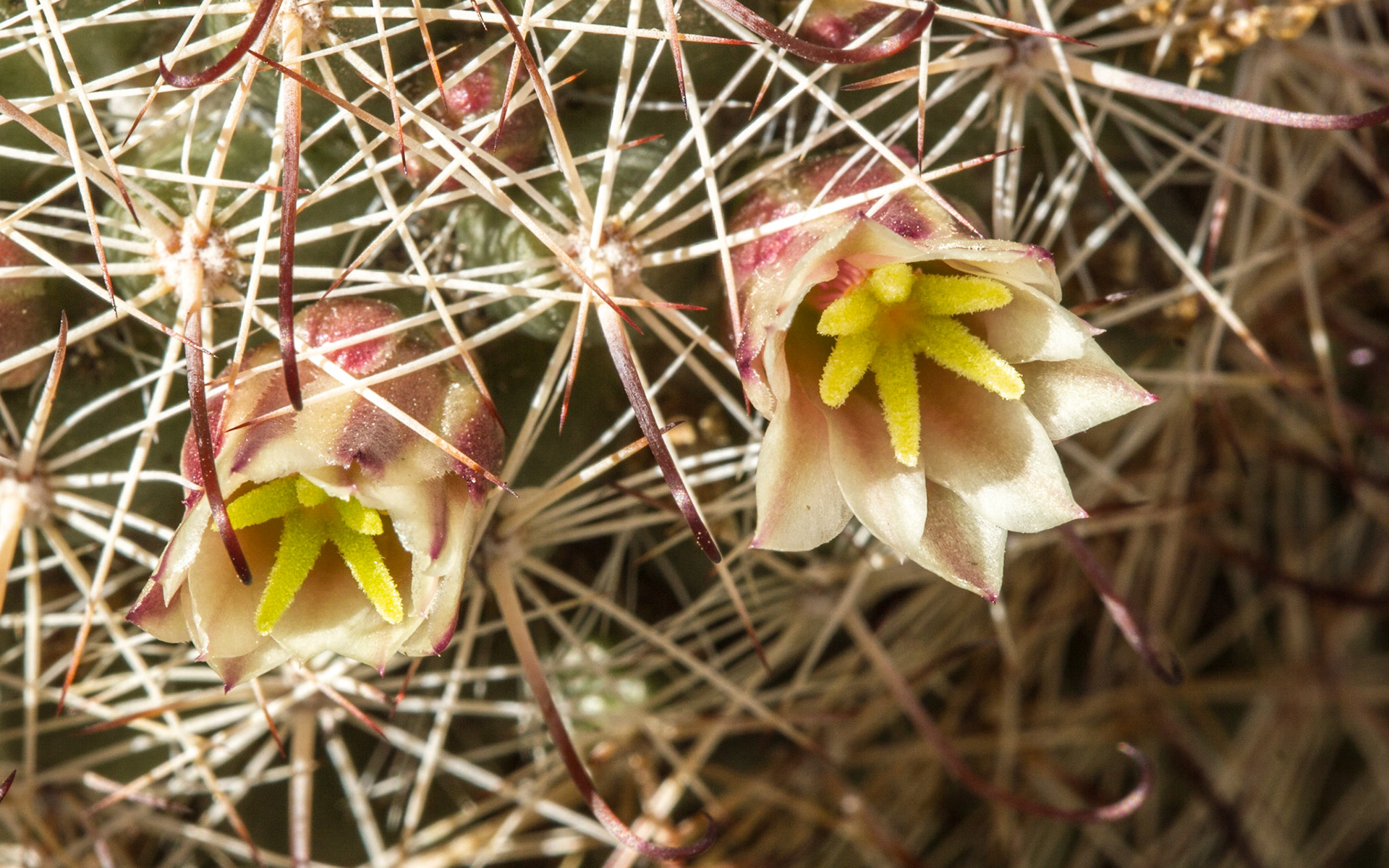 Fish-hook Cactus (Mammillaria dioica)