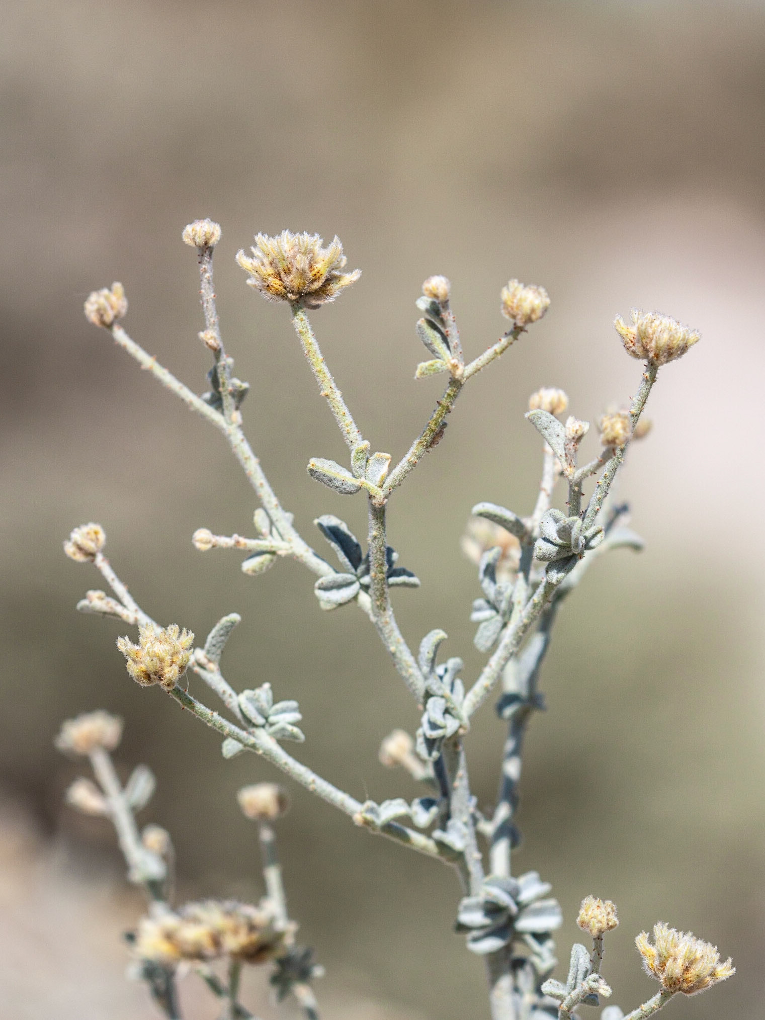 Dyeweed (Psorothamnus emoryi)