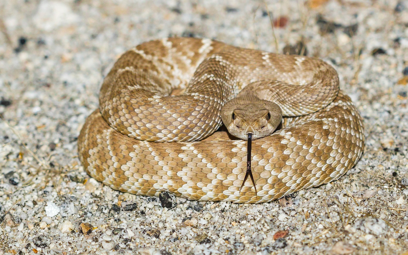Red Diamond Rattlesnake (Crotalus ruber)