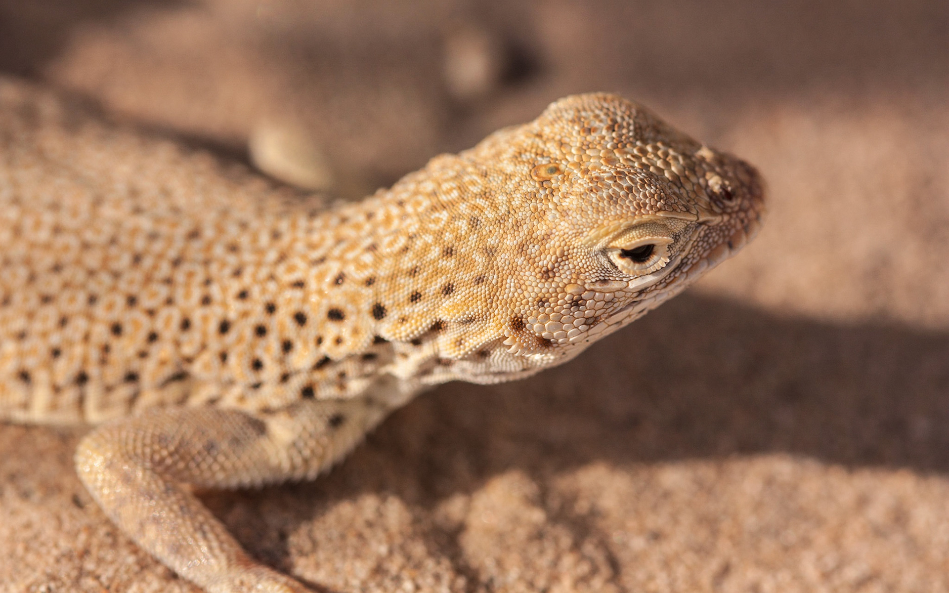 Mojave Fringe-toed Lizard (Uma scoparia)