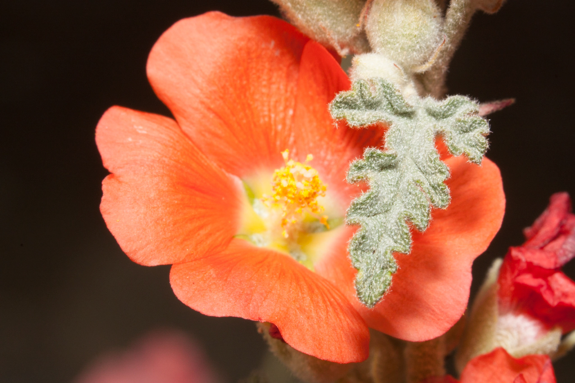 Apricot Mallow (Sphaeralcea ambigua)