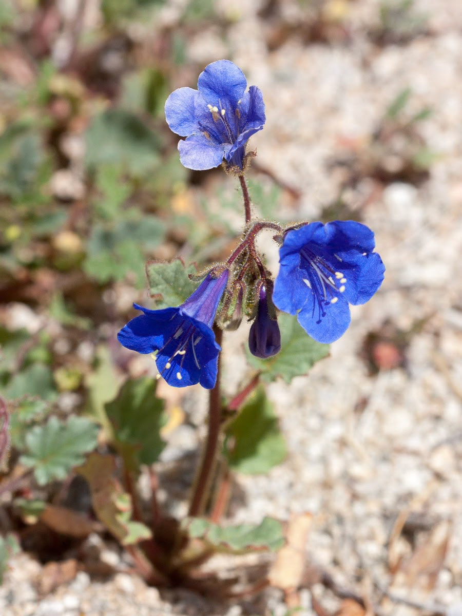 Desert Canterbury Bells (Phacelia campanularia)