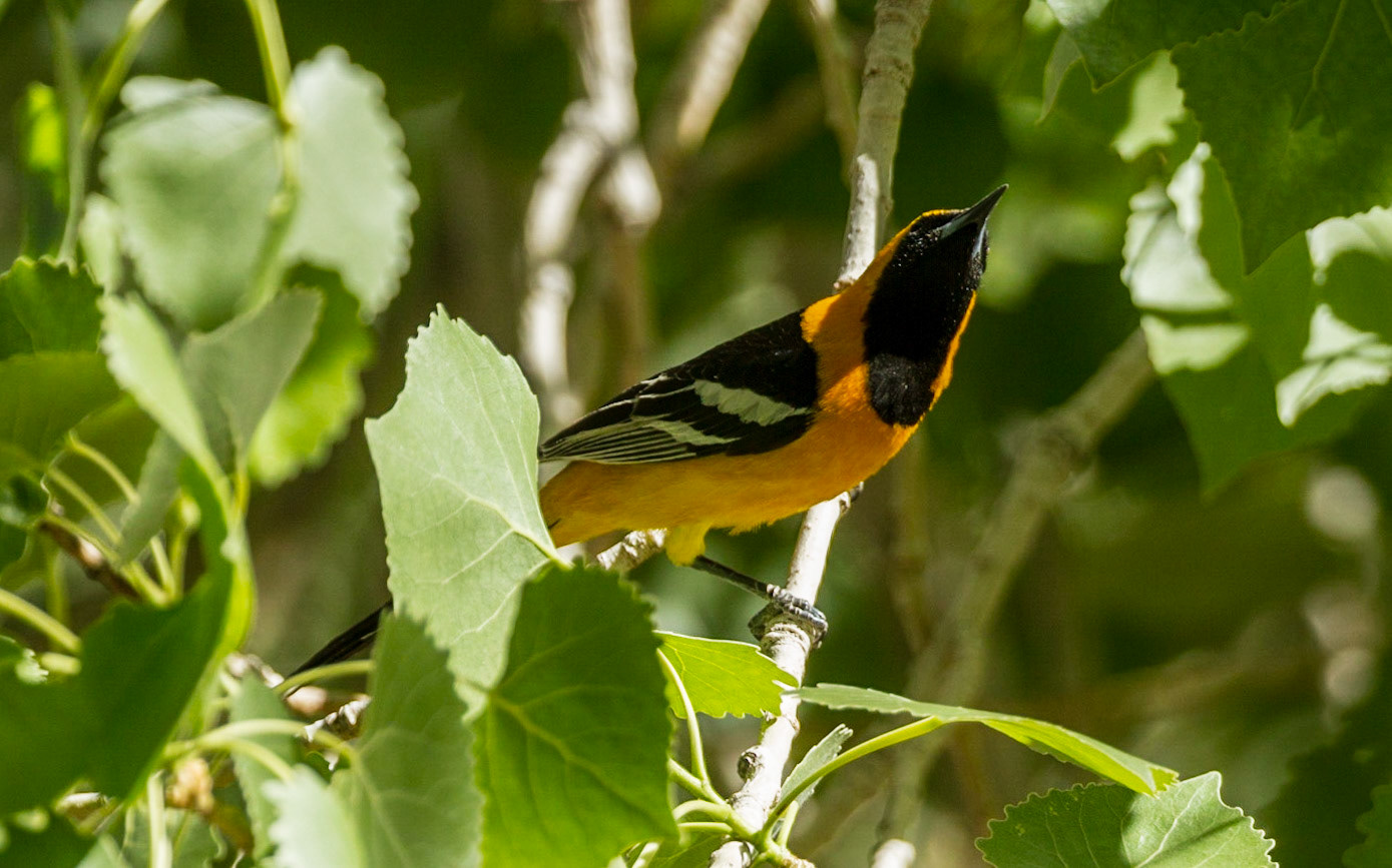 Hooded Oriole (Icterus cucullatus)