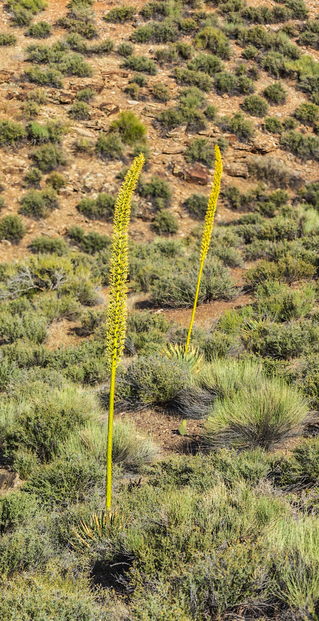 Utah Agave (Agave utahensis)