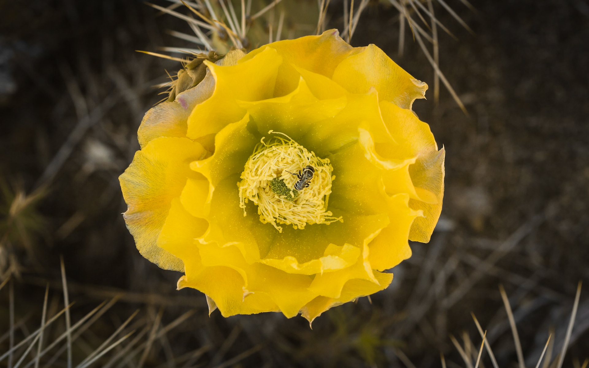 Prickly Pear Cactus (Opuntia phaeacantha)