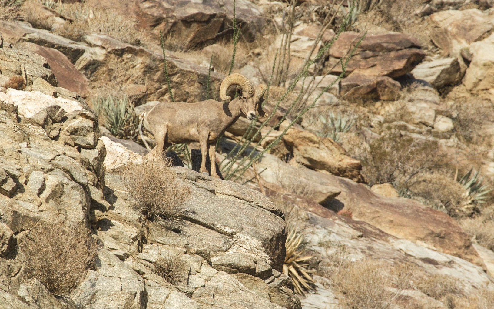 Bighorn Sheep (Ovis canadensis)