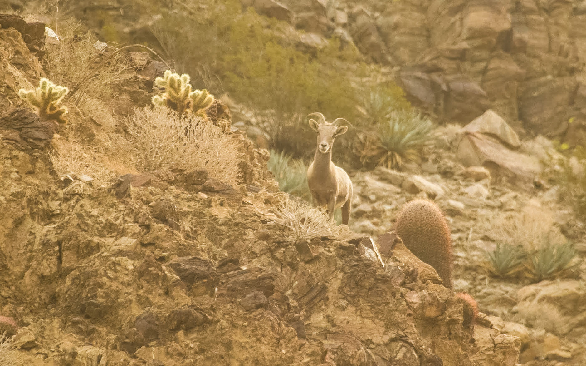 Bighorn Sheep (Ovis canadensis)