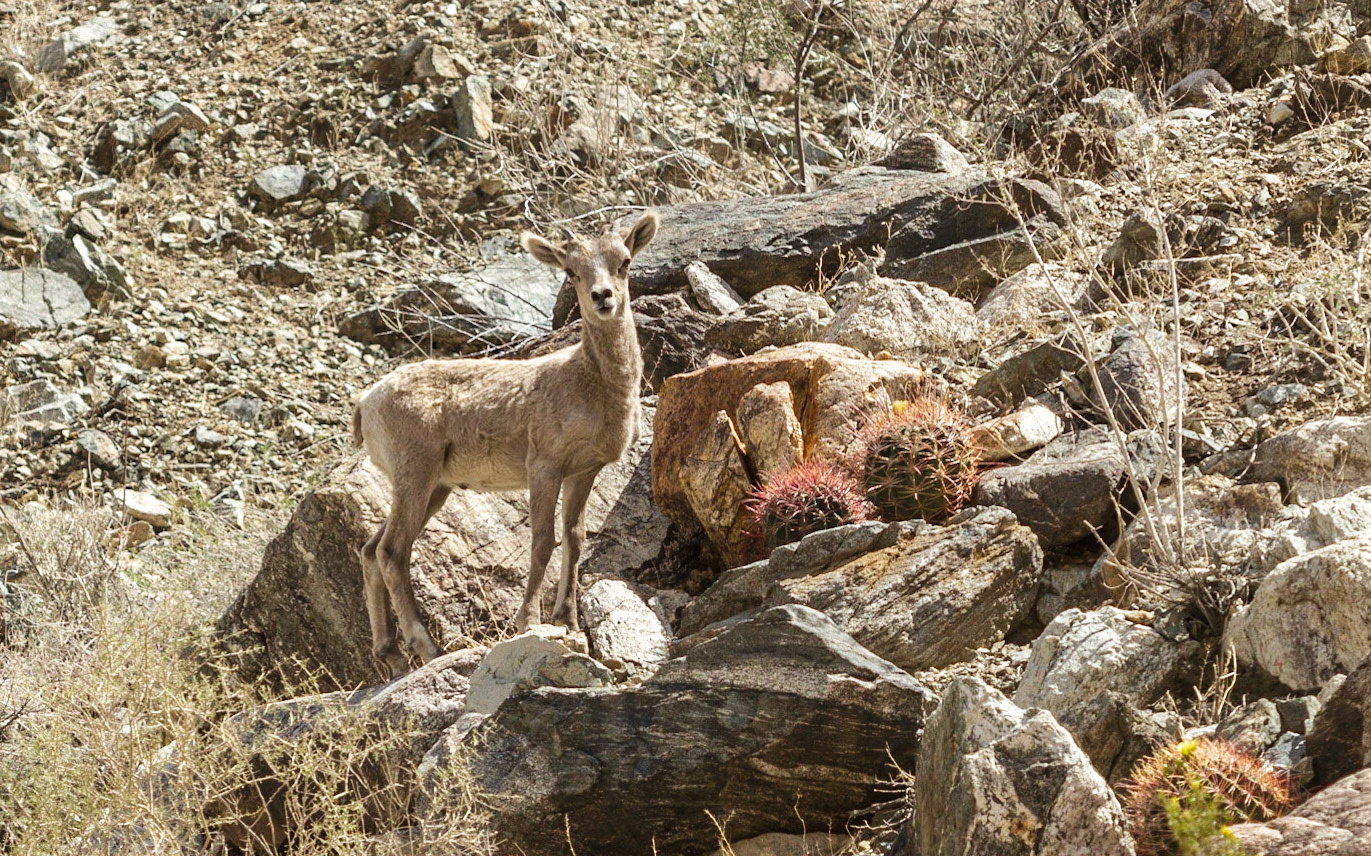 Bighorn Sheep (Ovis canadensis)