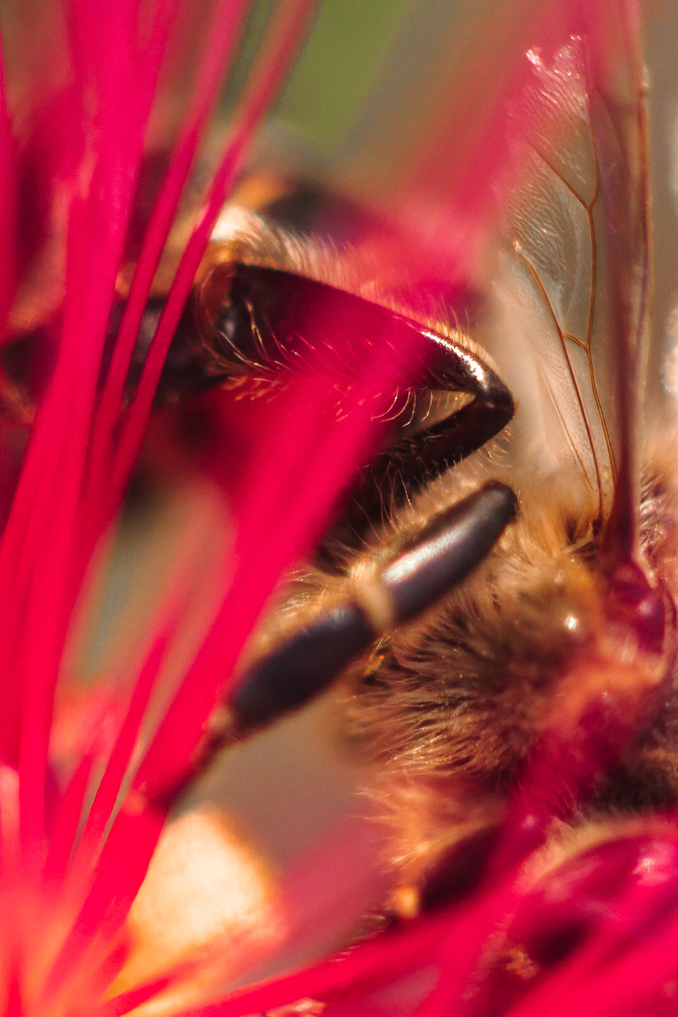Fairy Duster (Calliandra eriophylla)