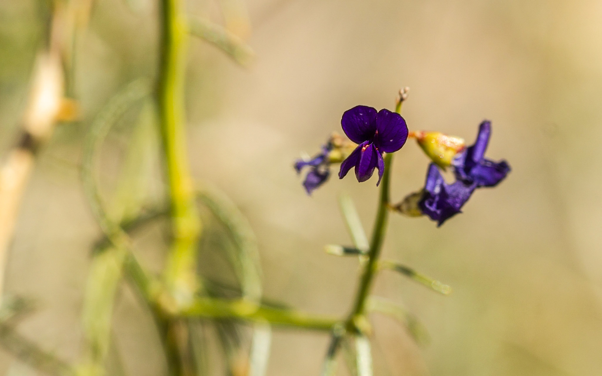 Indigo Bush (Psorothamnus schottii)