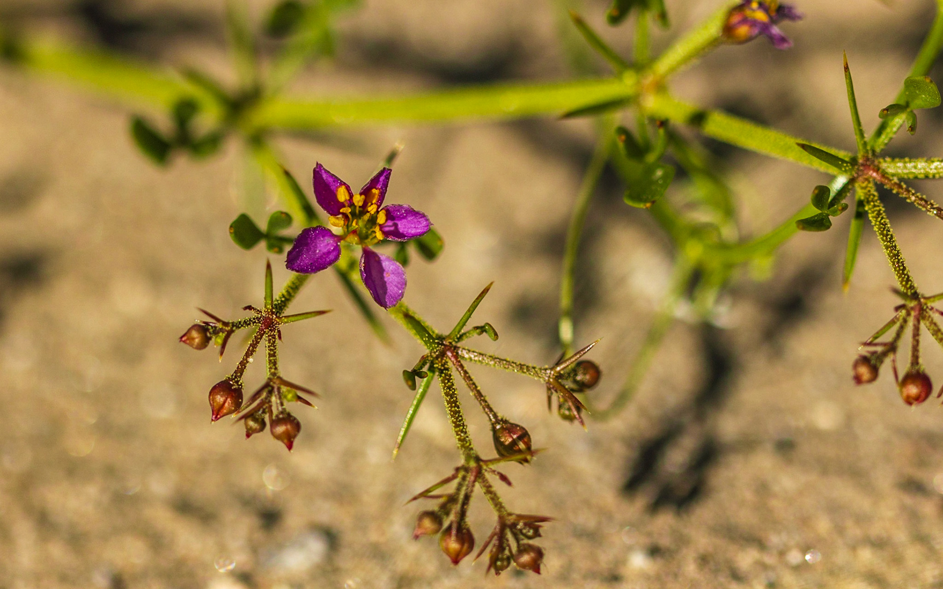 Sticky Fagonia (Fagonia pachyacantha)