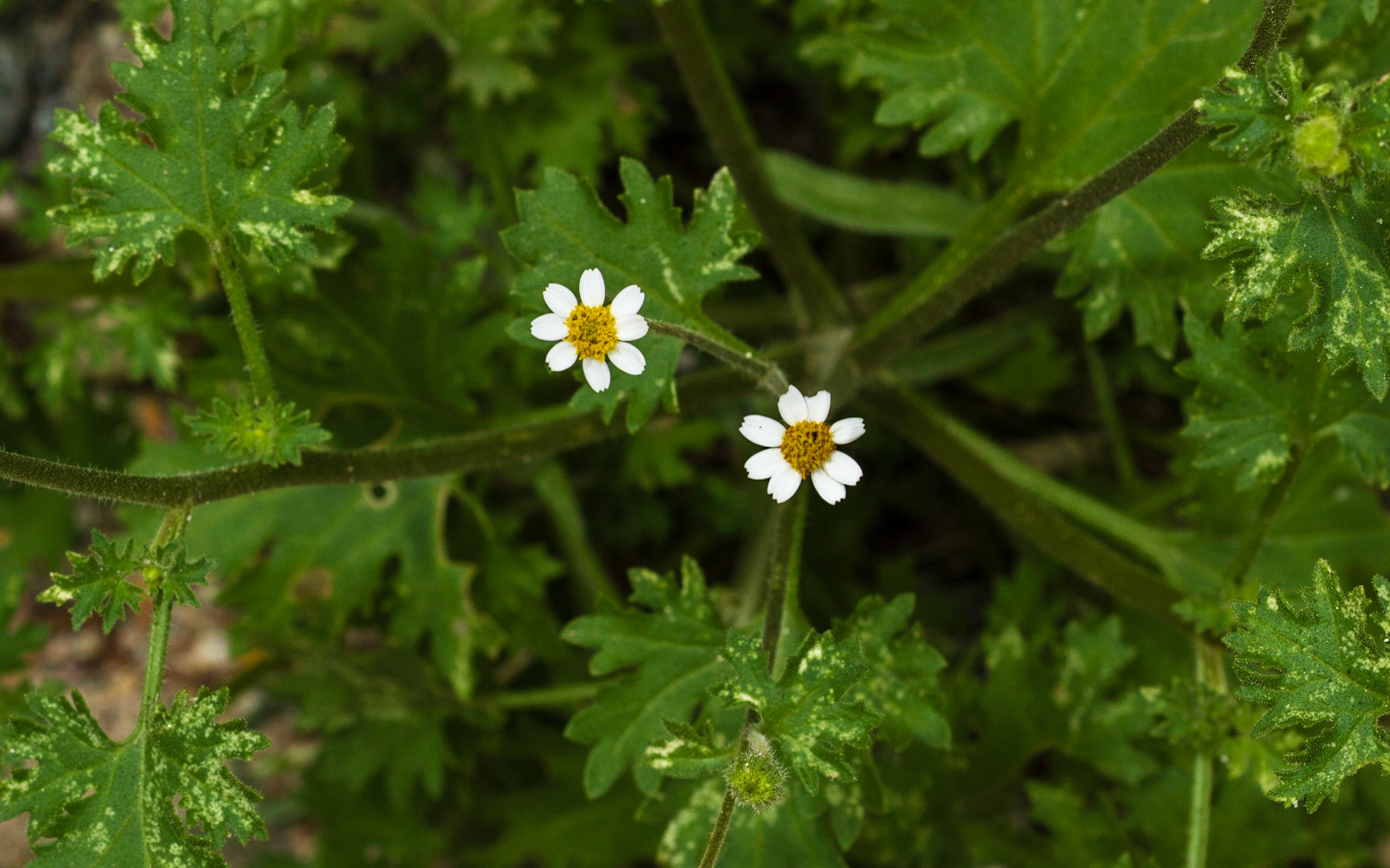 Emory's Rock Daisy (Perityle emoryi)