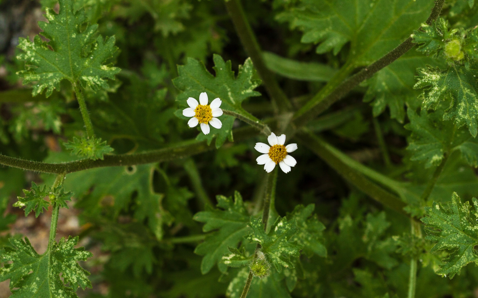 Emory's Rock Daisy (Perityle emoryi)