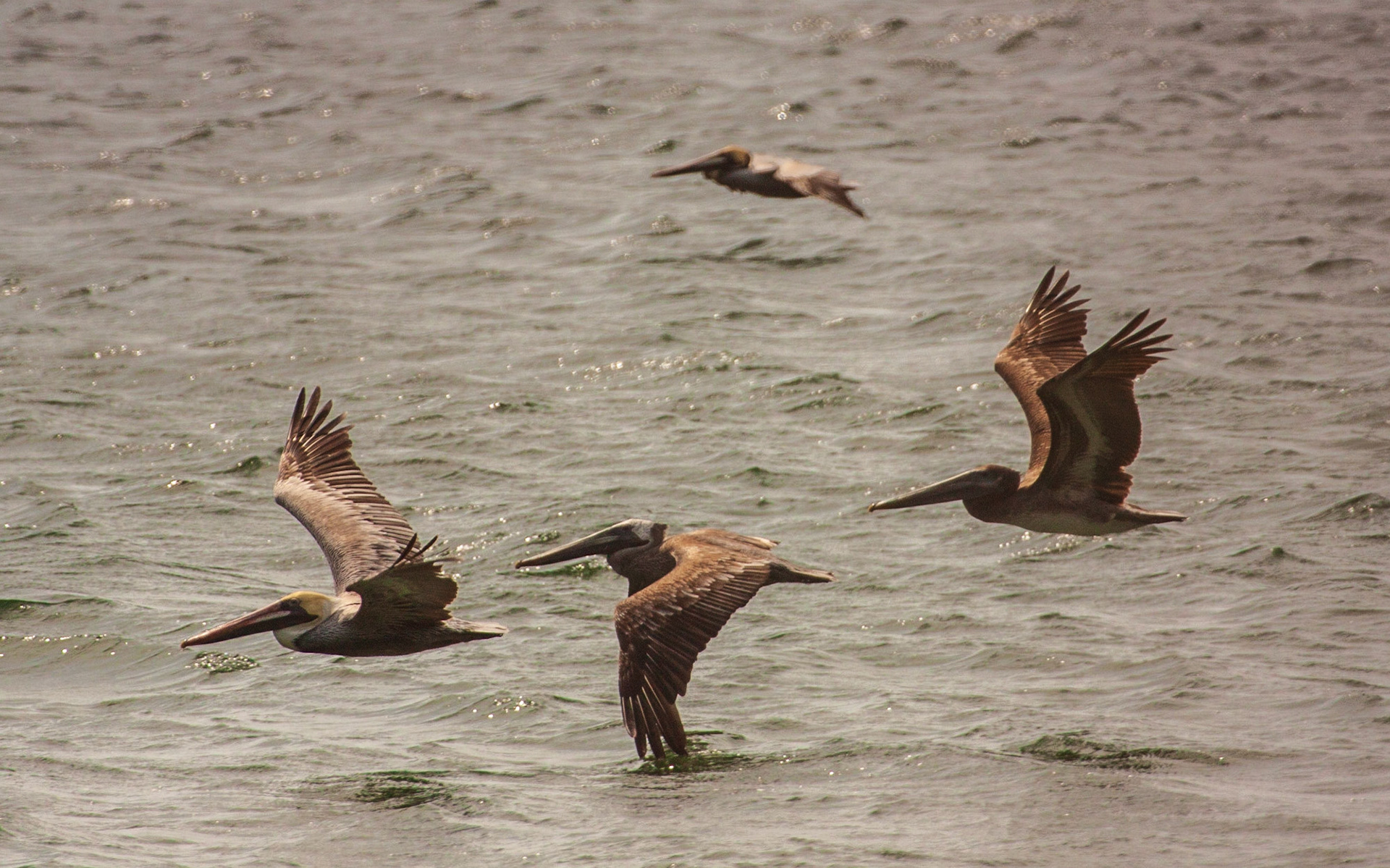 Brown Pelican (Pelecanus occidentalis)