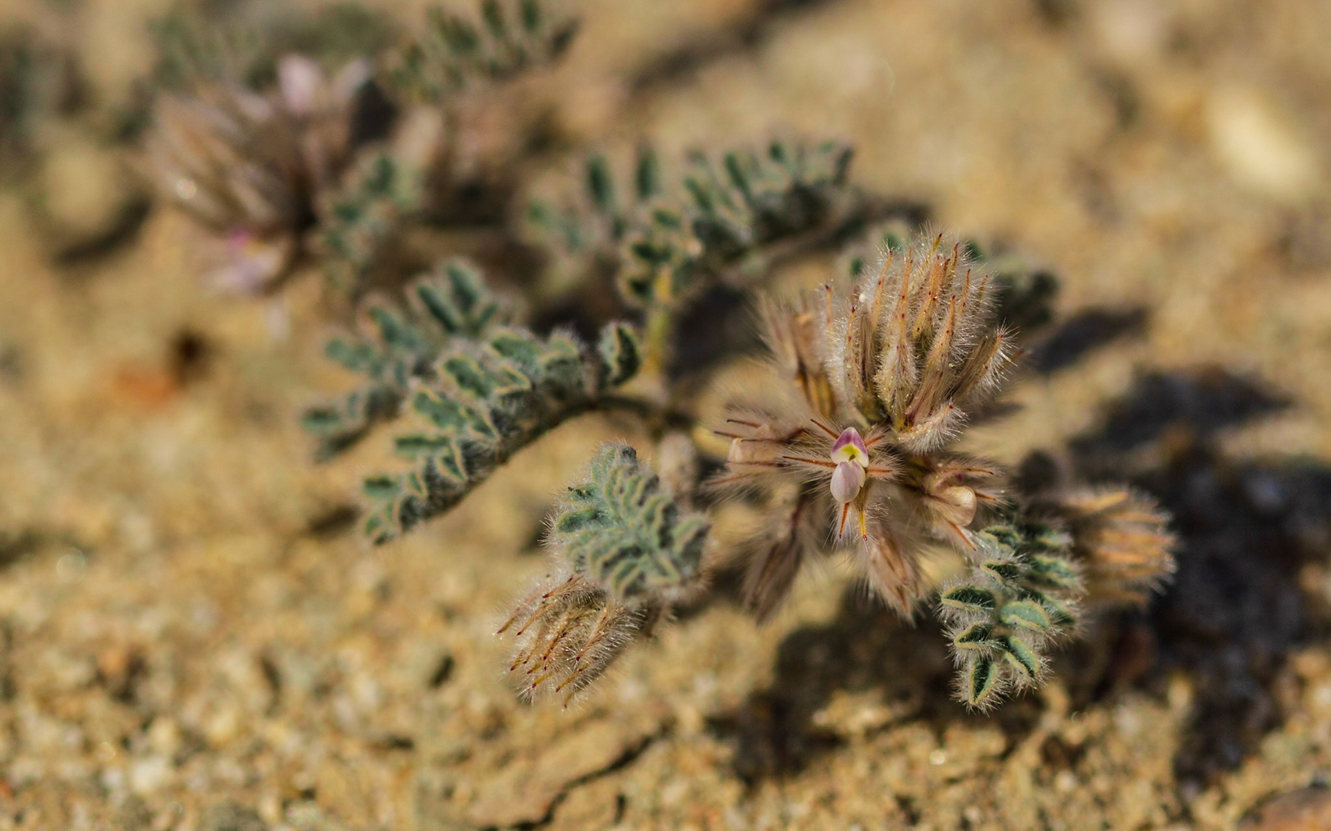 Silky Dalea (Dalea mollissima)