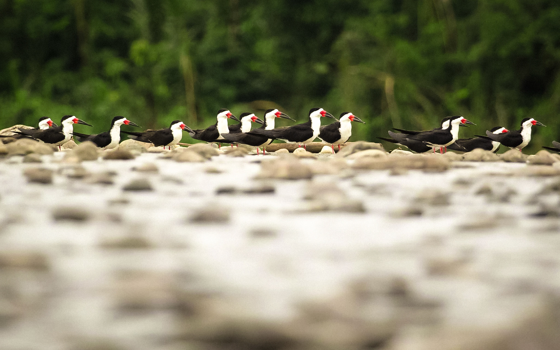 black skimmer (Rynchops niger)