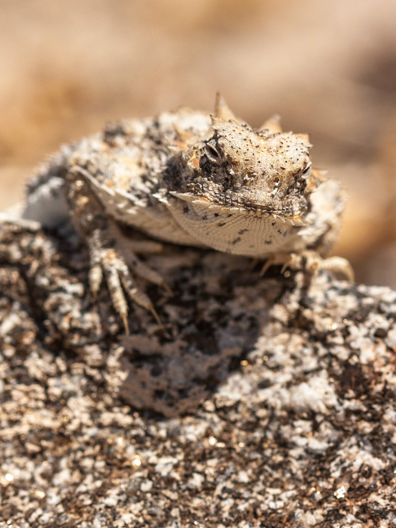 Desert Horned Lizard (Phrynosoma platyrhinos)