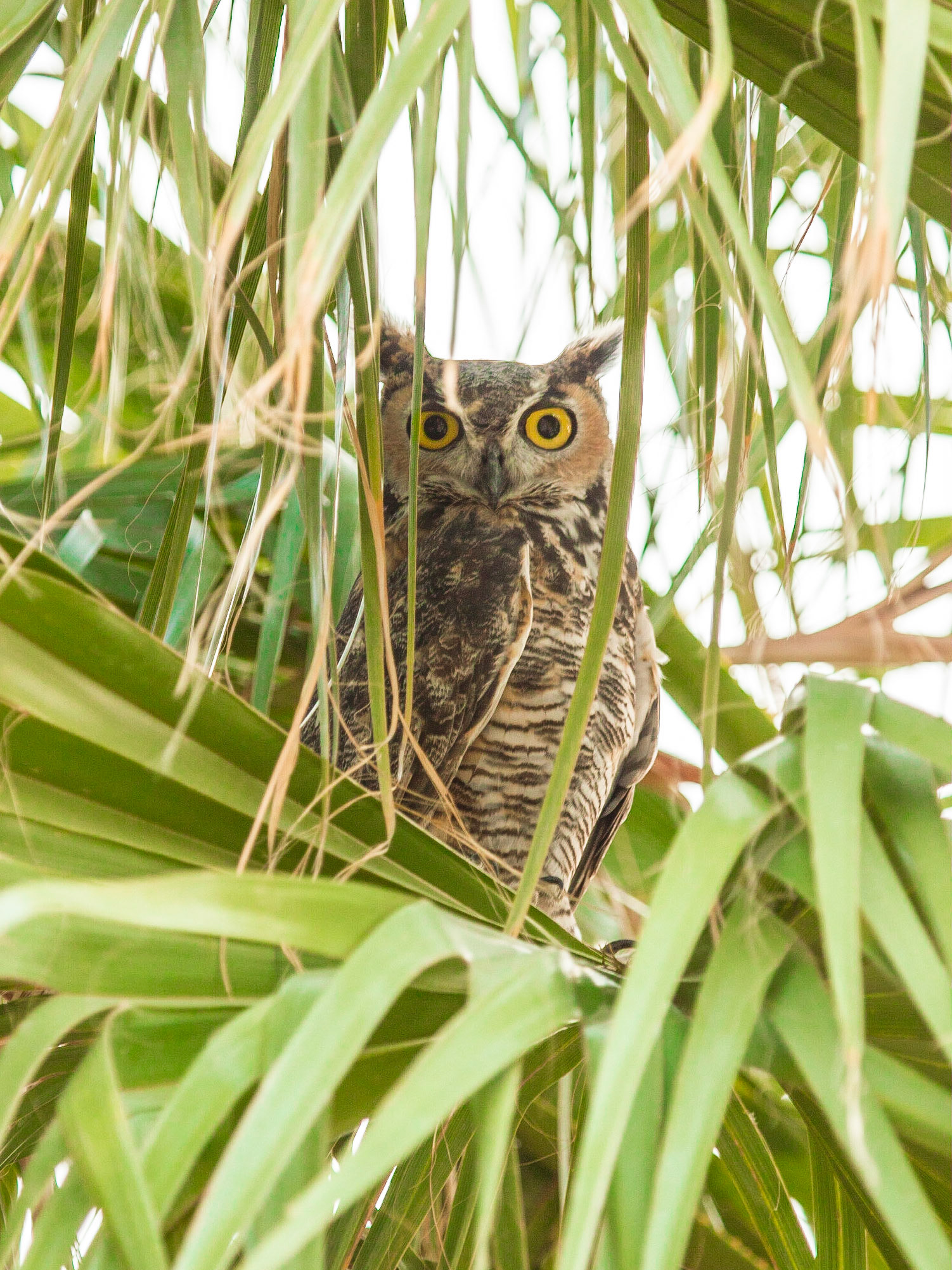 Great Horned Owl (Bubo virginianus)