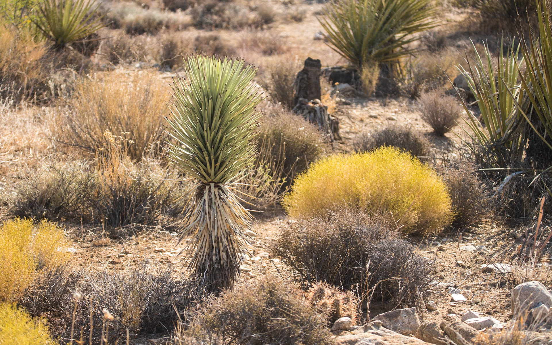 Small Joshua Tree near Pine City