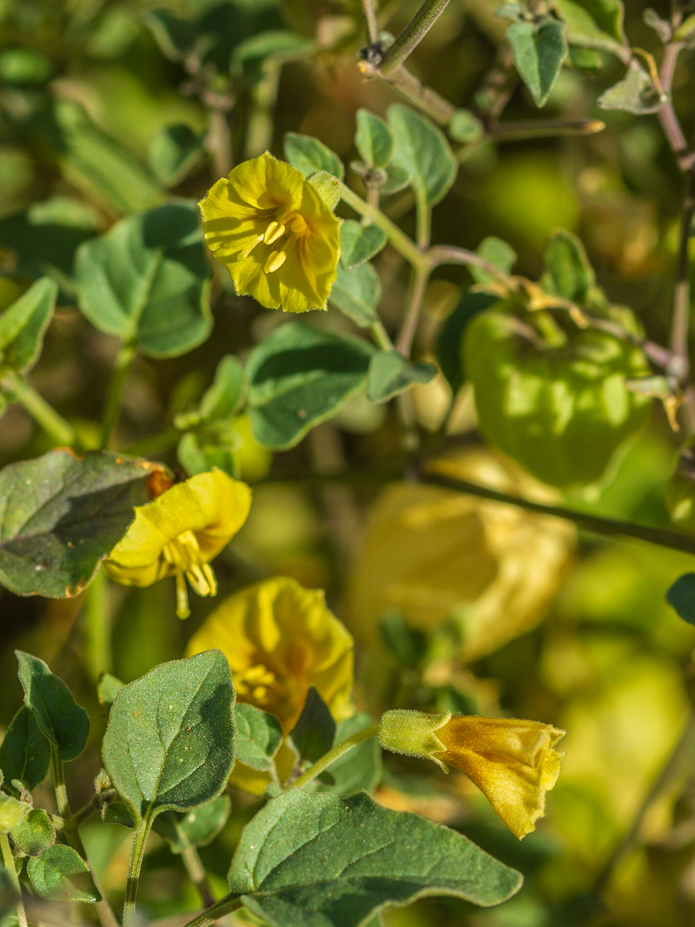 Thick-leafed Groundcherry (Physalis crassifolia)