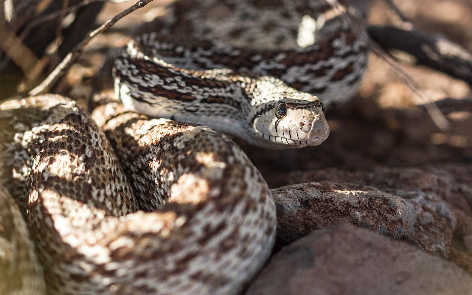 Gopher Snake (Pituophis catenifer)