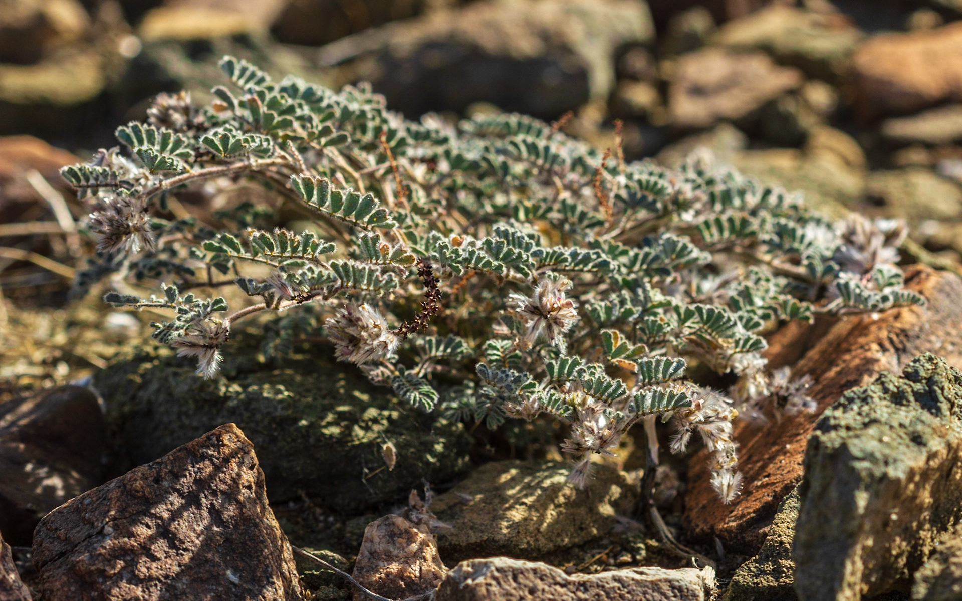 Silky Dalea (Dalea mollissima)
