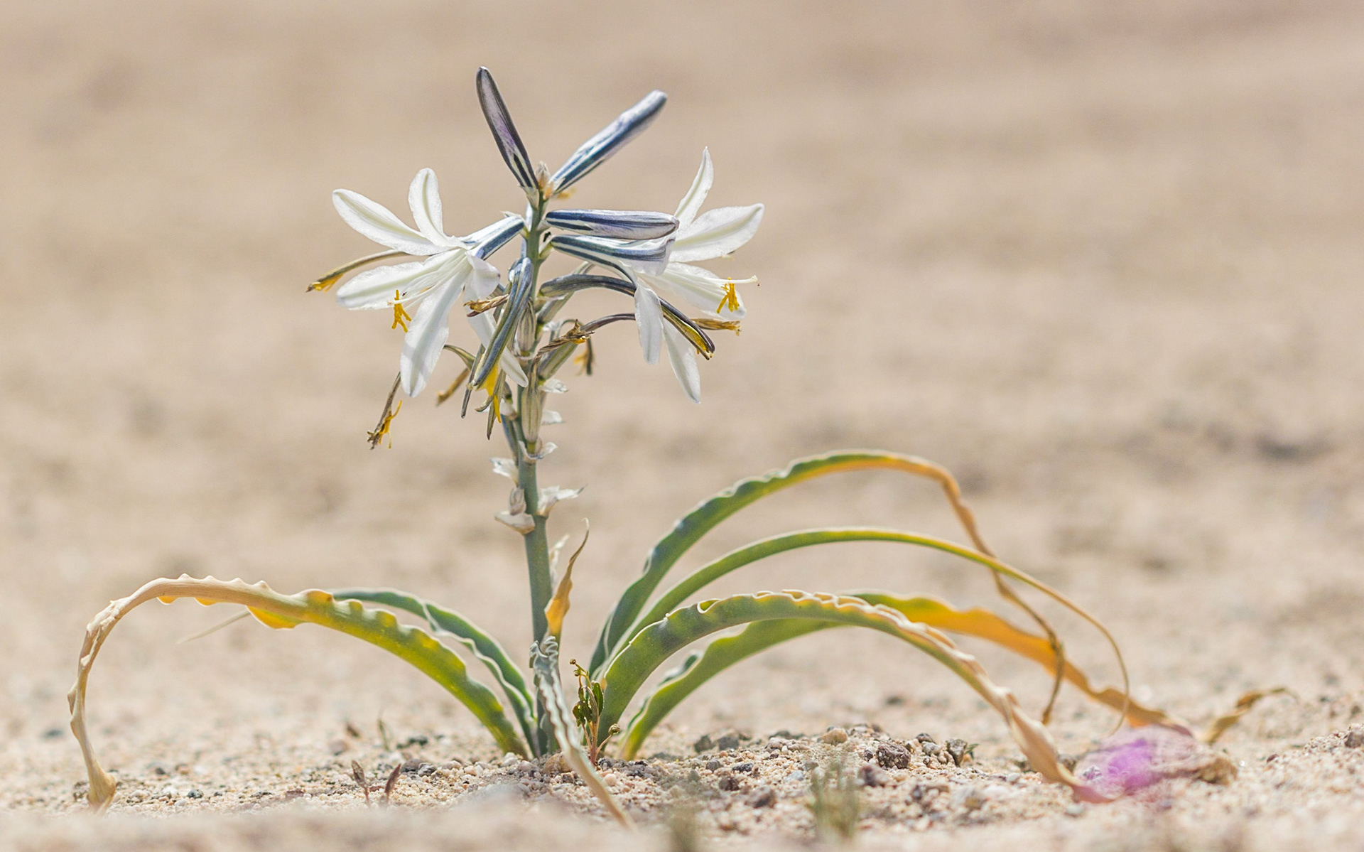 Desert Lily (Hesperocallis undulata)