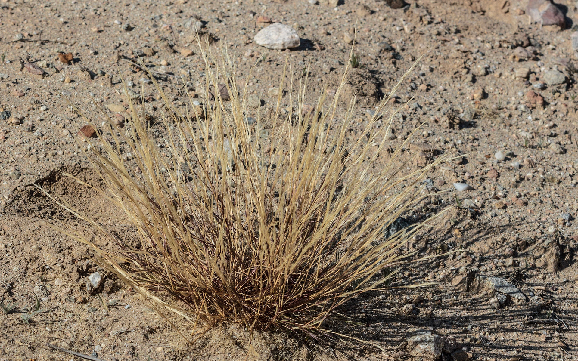 Mediterranean Grass (Schismus barbatus)