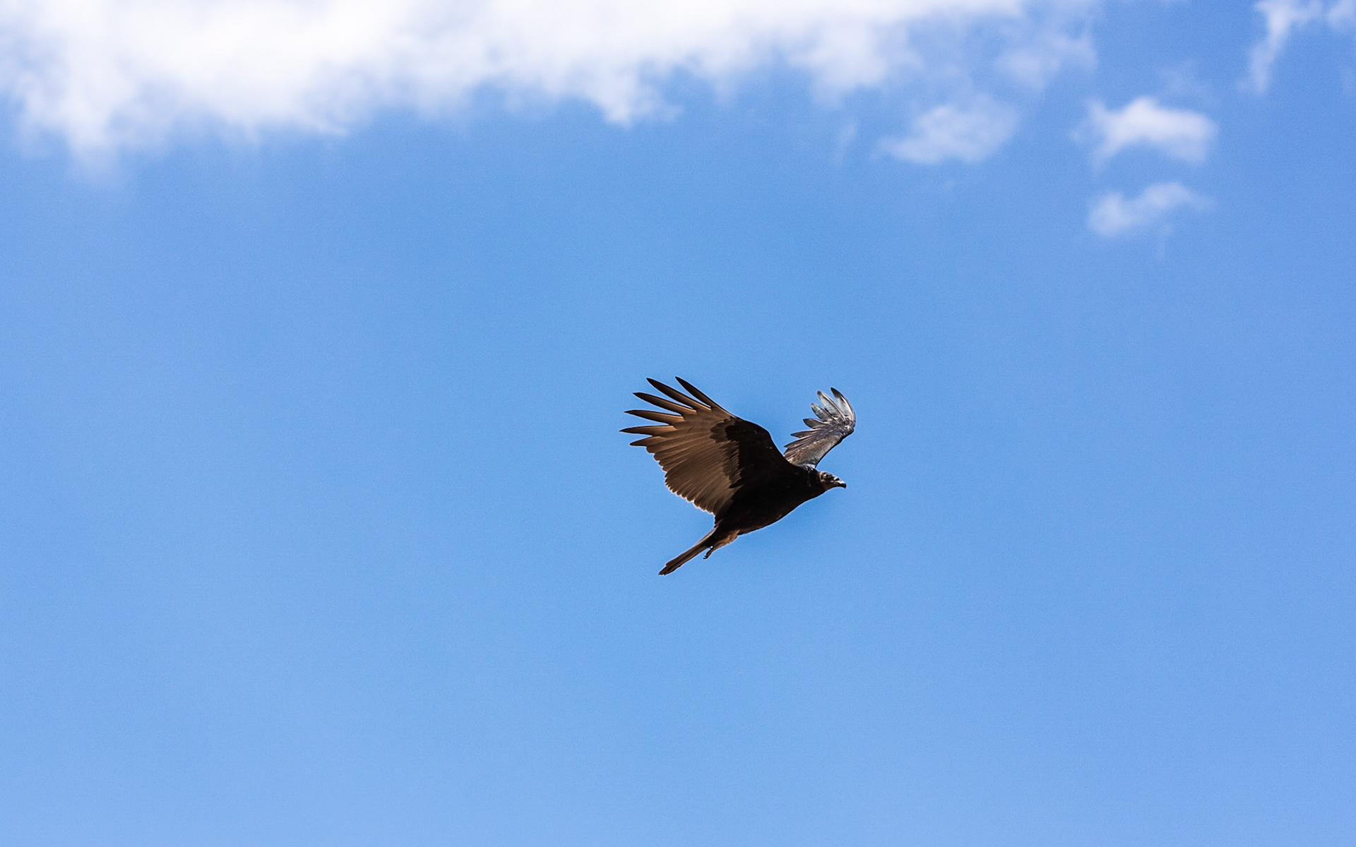 Turkey Vulture (Cathartes aura)