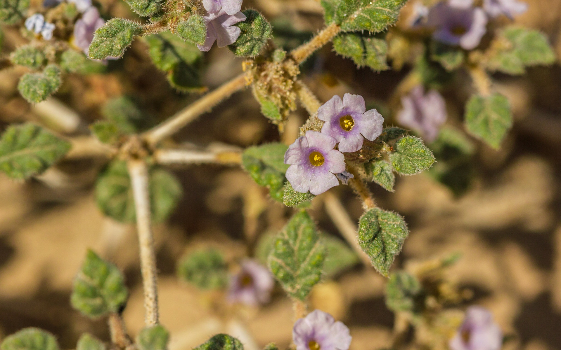 Palmer's Crinklemat (Tiquilia palmeri)
