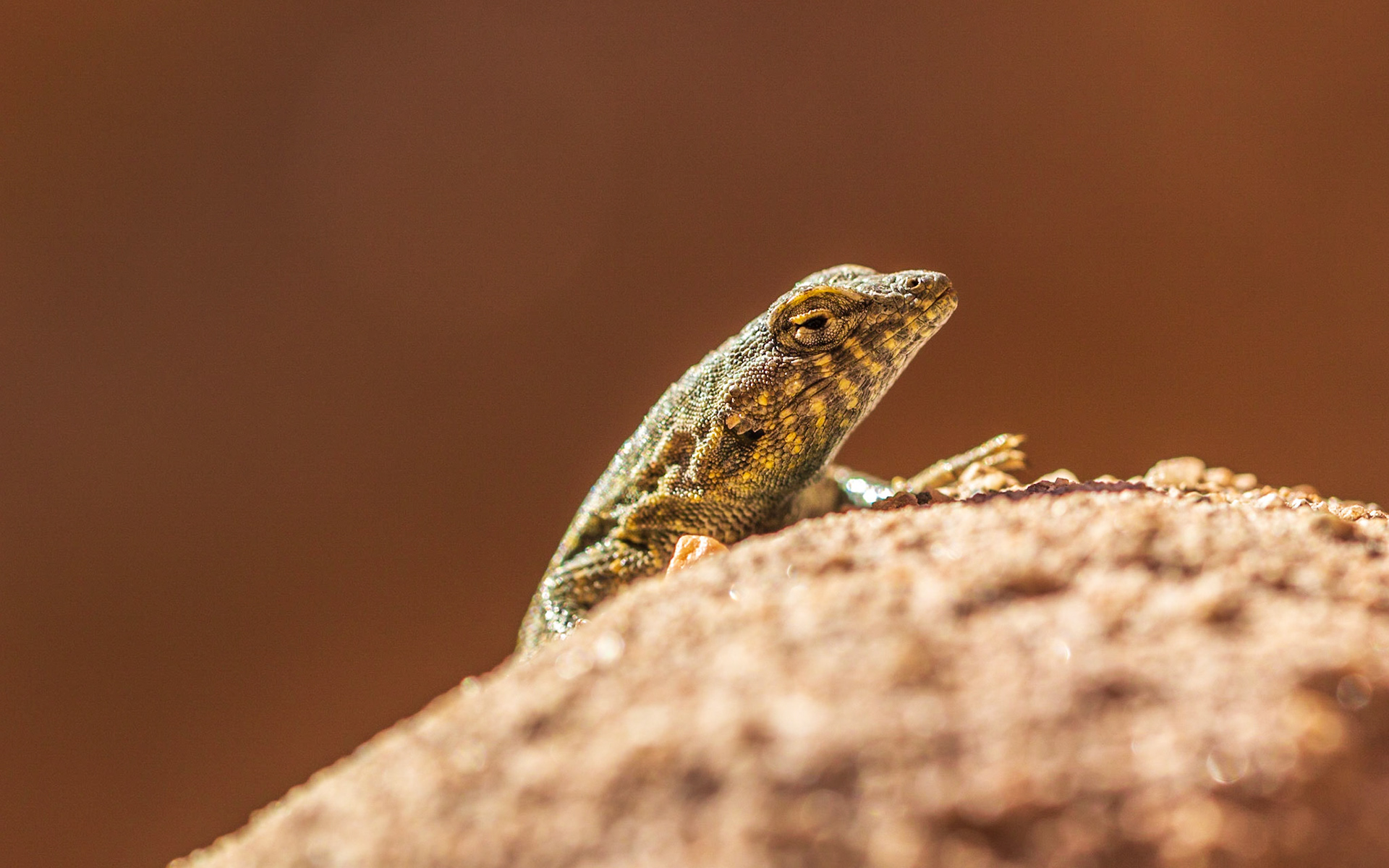 Common Side-blotched Lizard (Uta stansburiana)