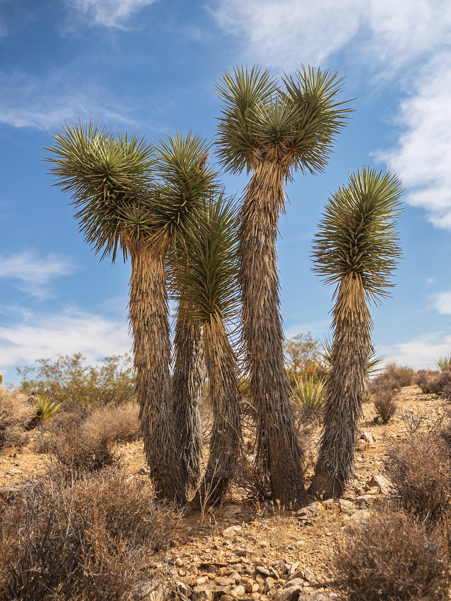 Joshua Trees Near Pine City