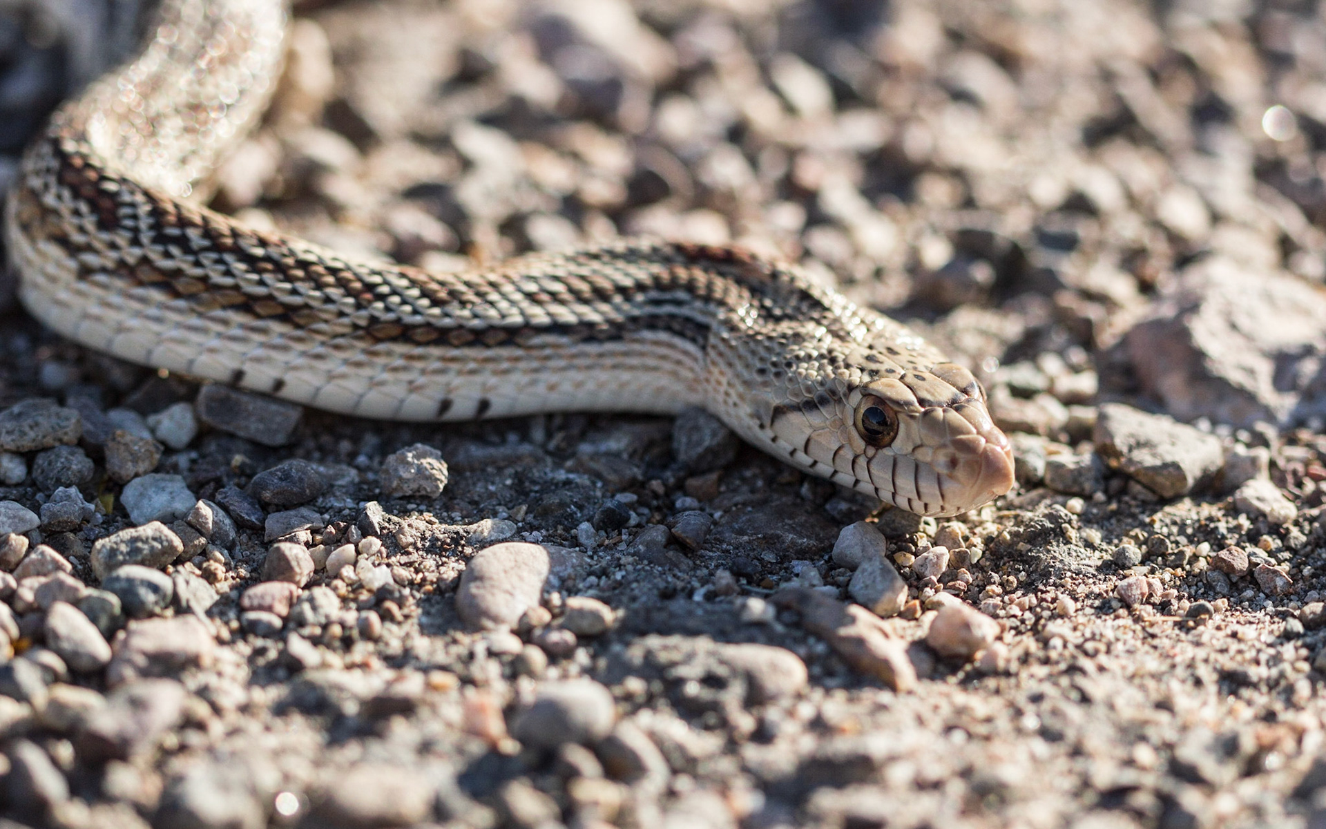 Gopher Snake (Pituophis catenifer)