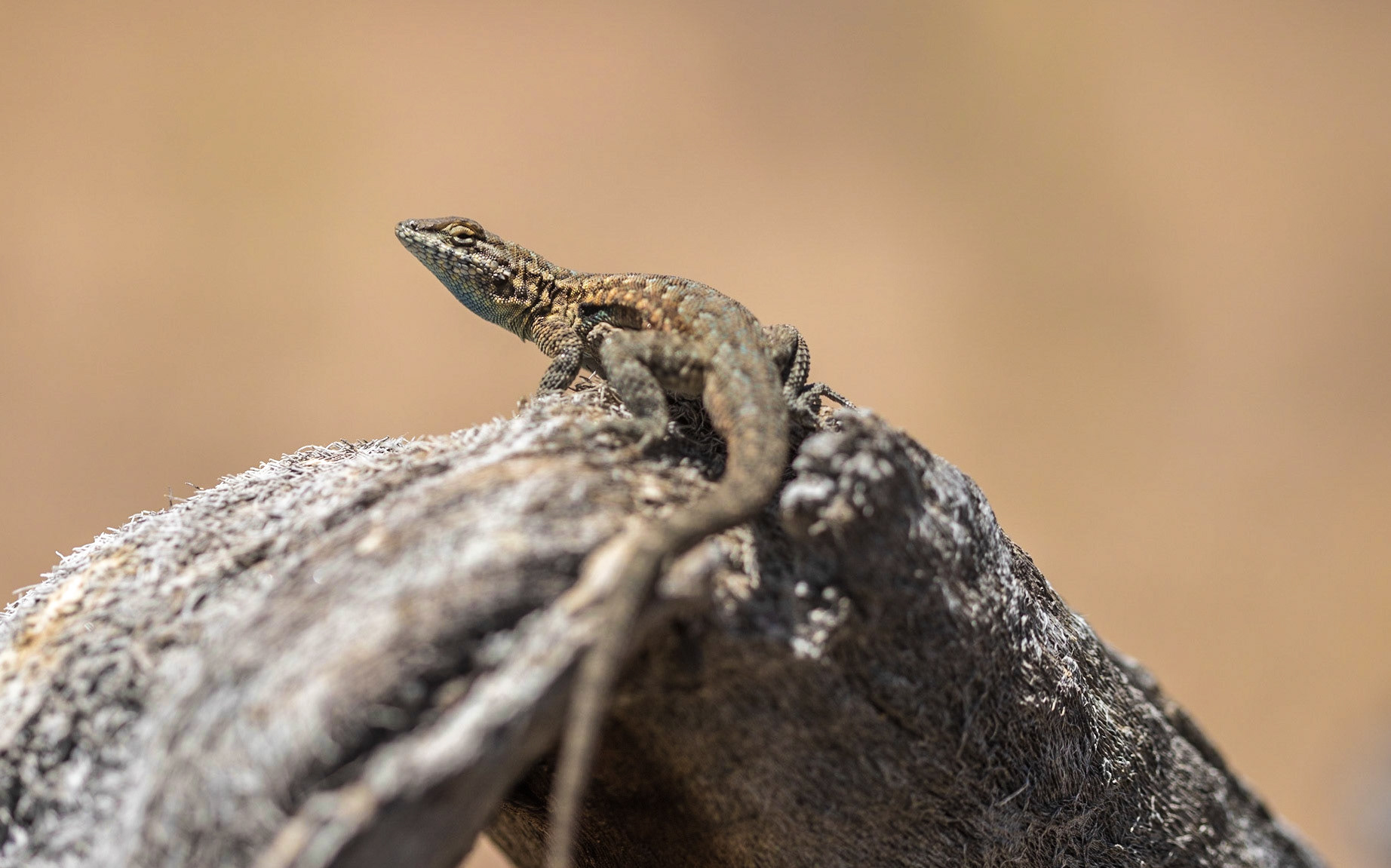 Side-blotched lizard on Joshua Tree stump