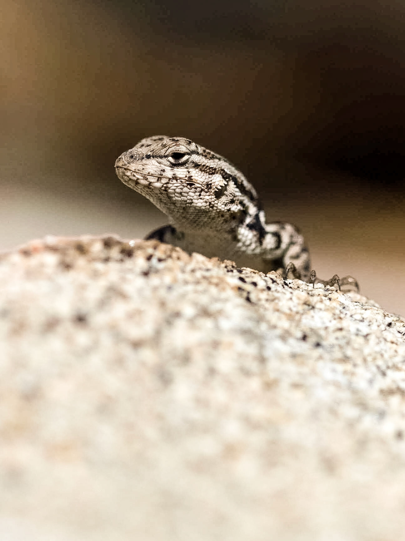 Common Sagebrush Lizard (Sceloporus graciosus)