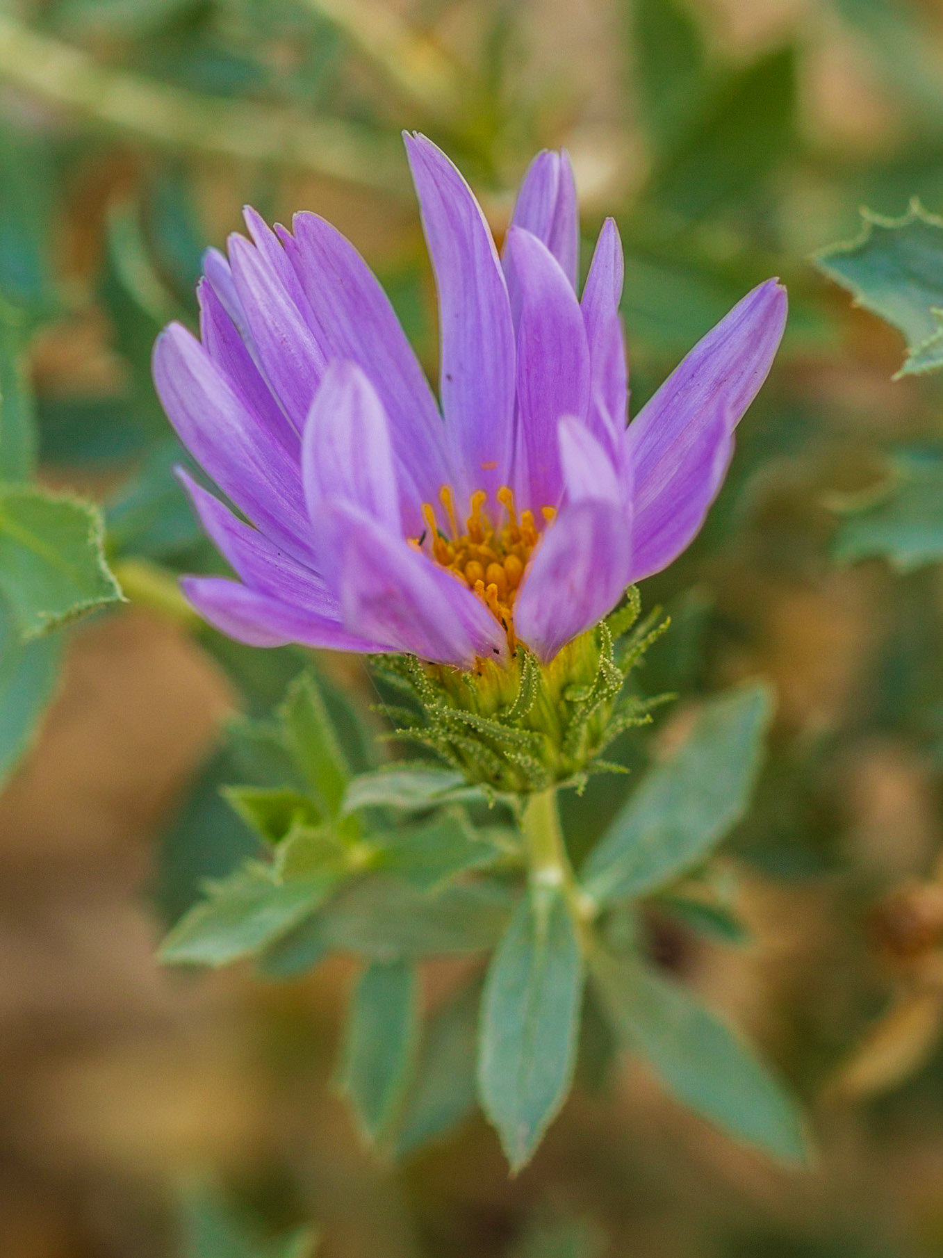 Mecca Aster (Xylorhiza cognata)