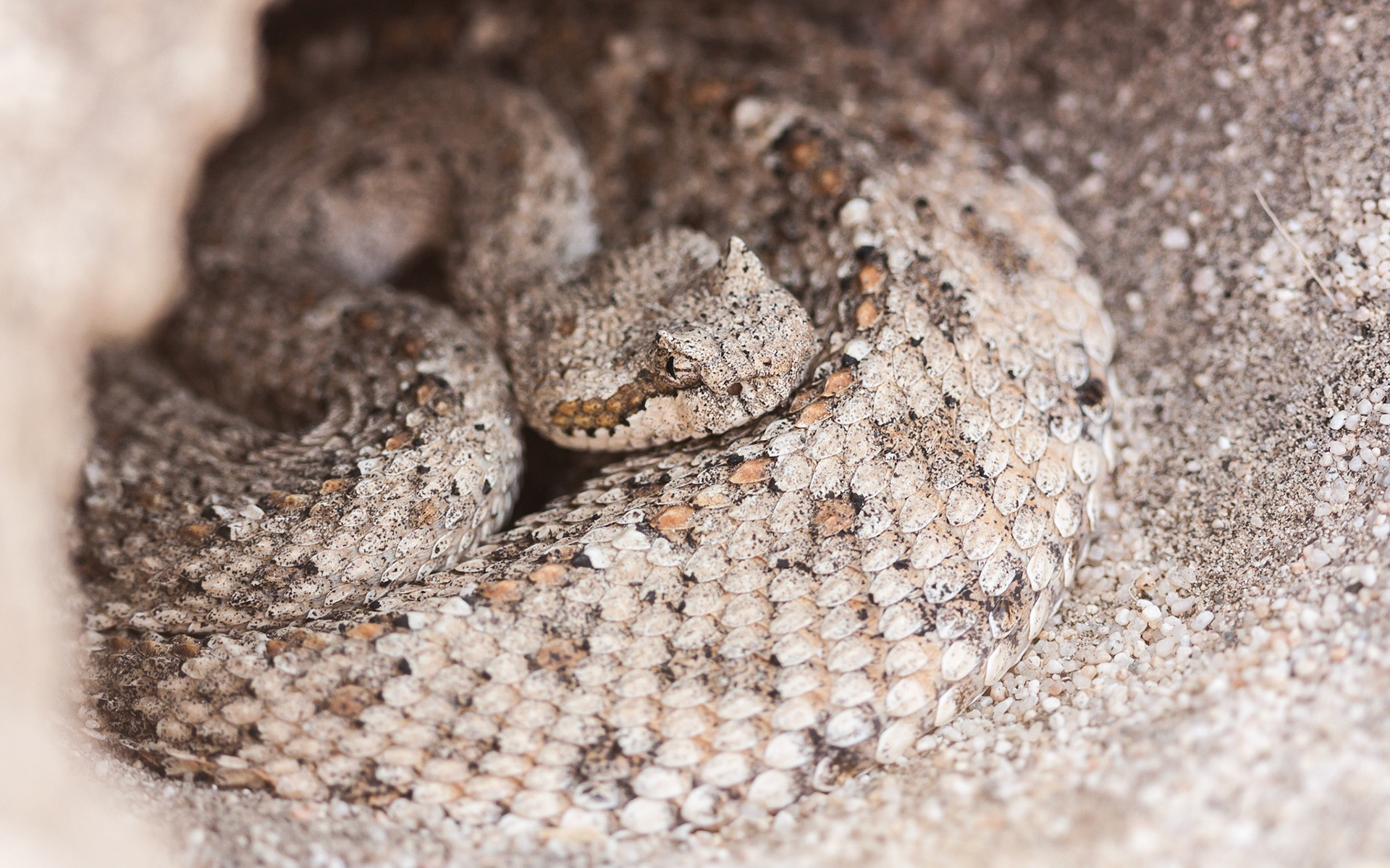 Sidewinder (Crotalus cerastes)