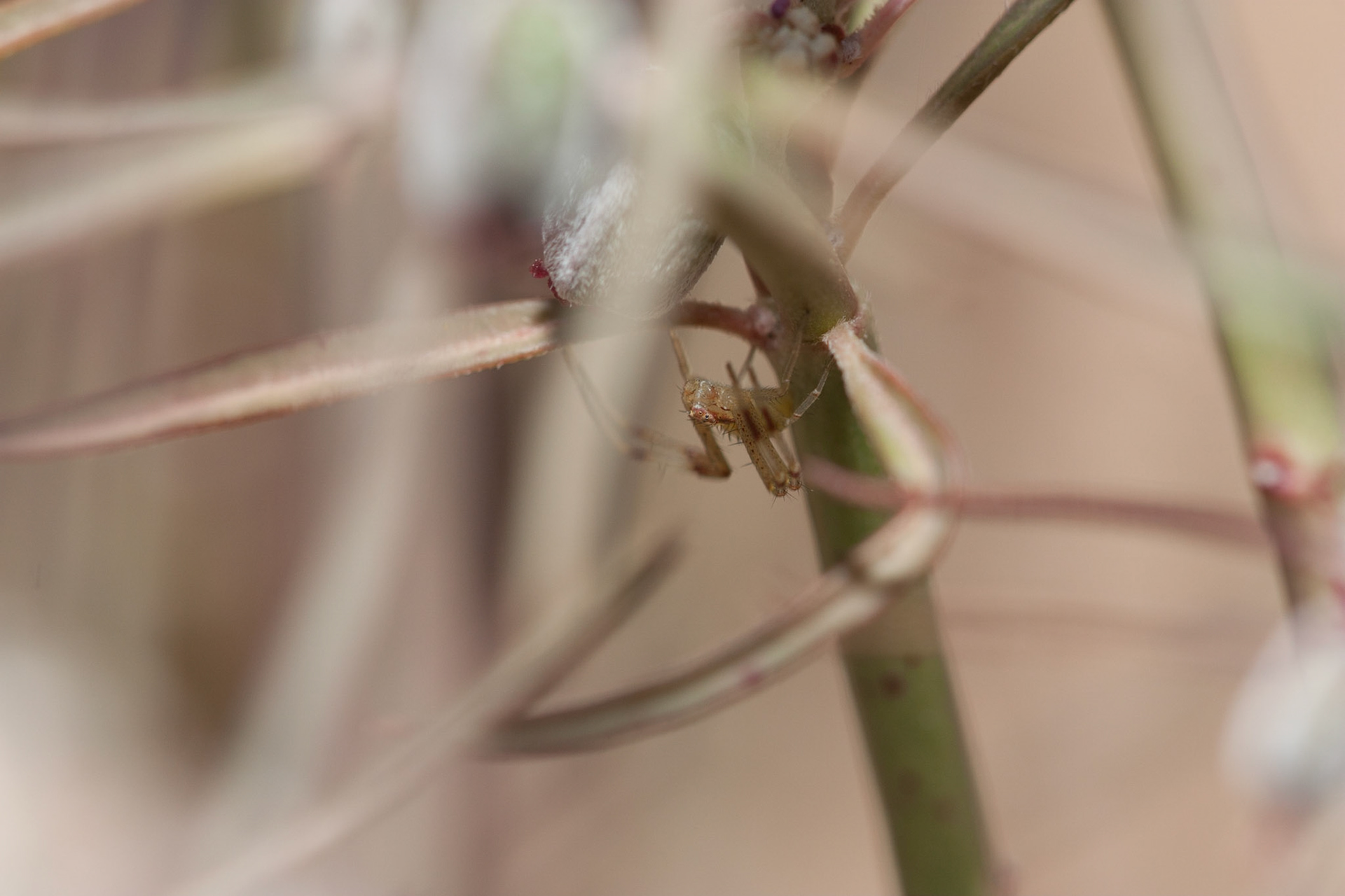 Beetle Spurge (Euphorbia eriantha)