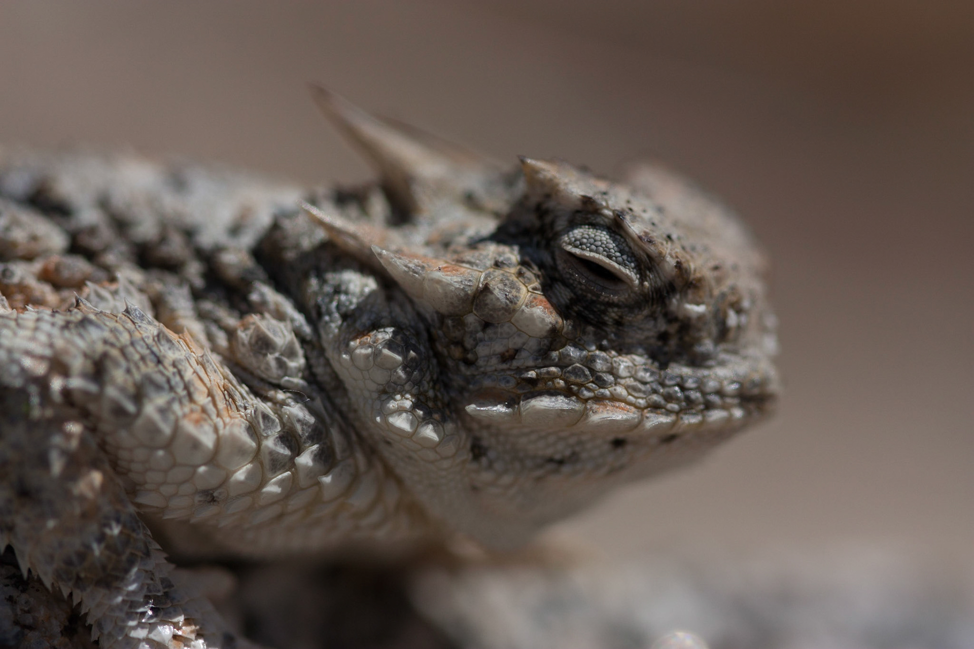Desert Horned Lizard (Phrynosoma platyrhinos)