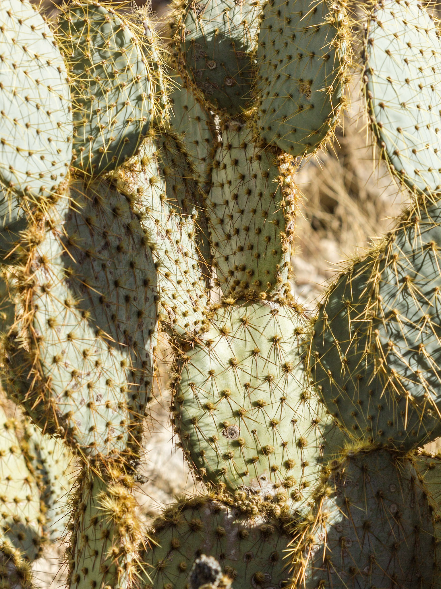 Pancake Pricklypear Cactus (Opuntia chlorotica)