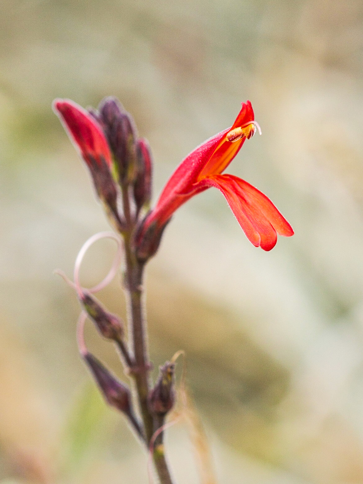 Chuparosa (Justicia californica)