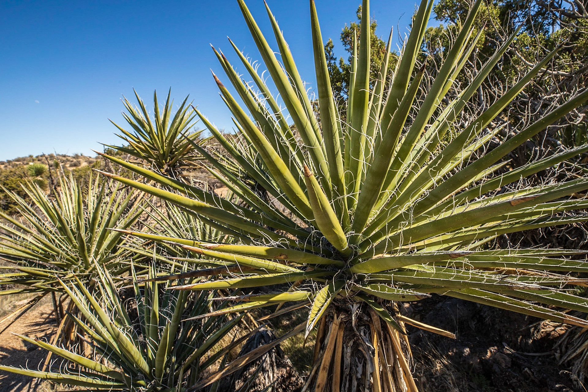 Mojave Yucca near Long Canyon