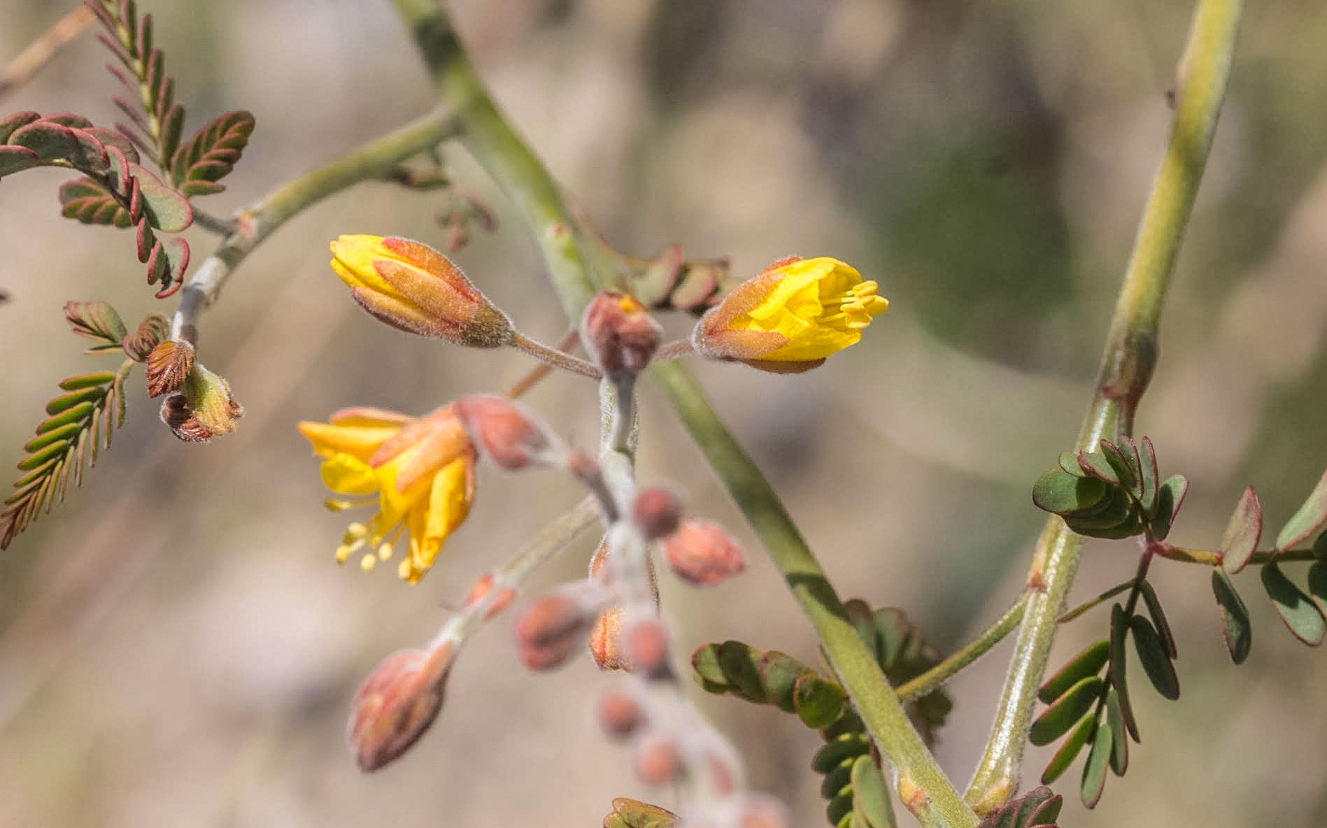 Wand Holdback (Hoffmannseggia microphylla)
