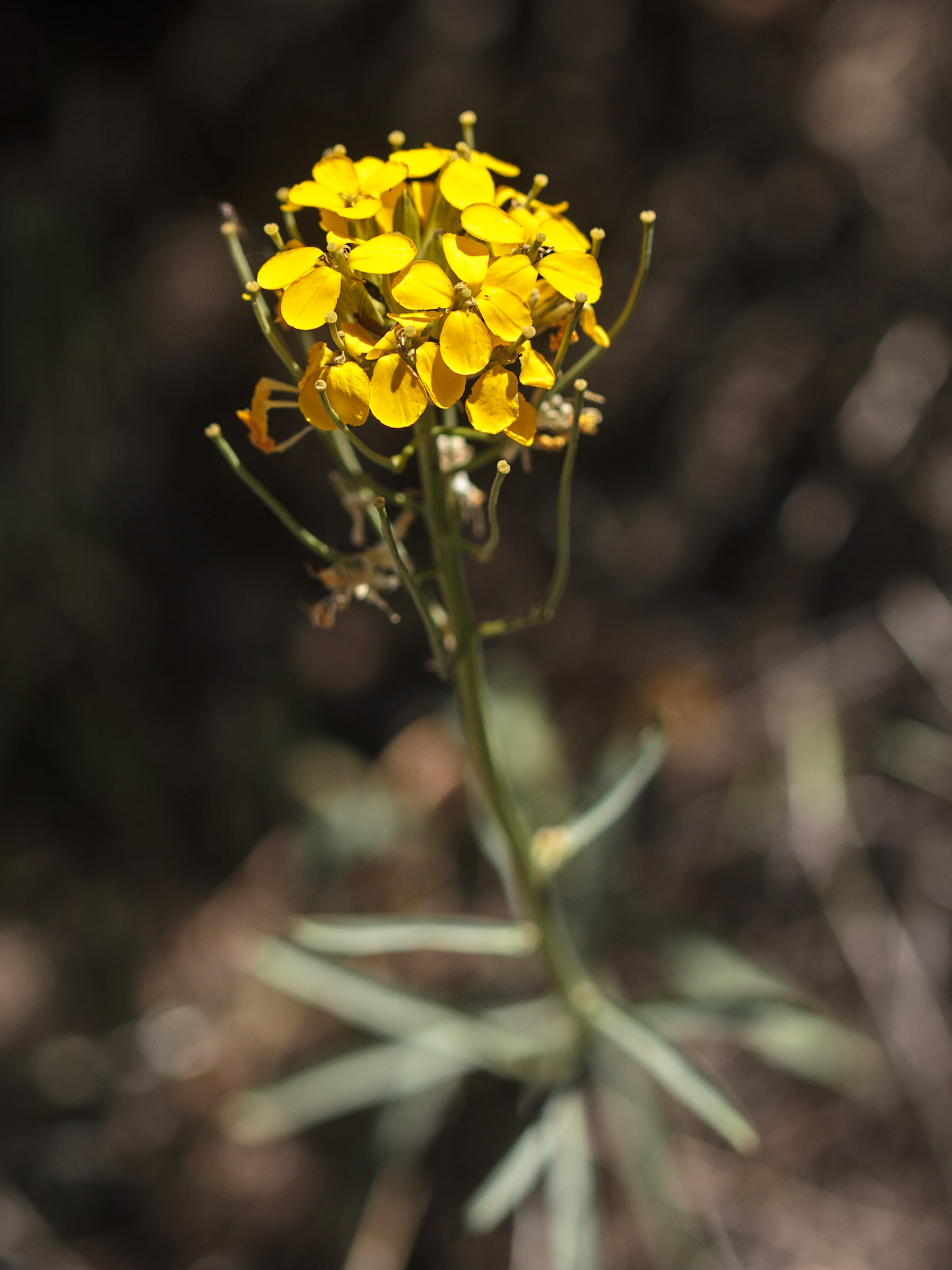 Western Wallflower (Erysimum capitatum)