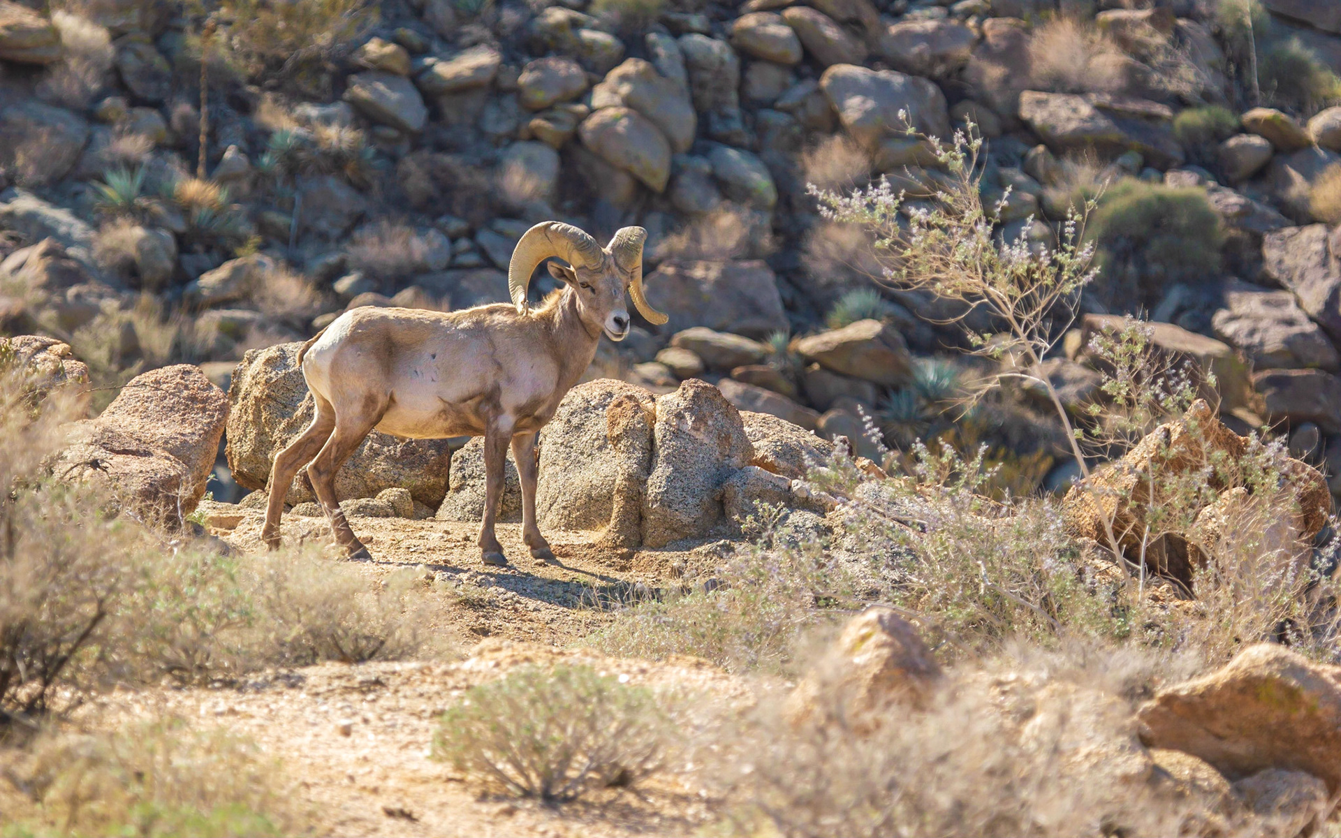 Bighorn Sheep (Ovis canadensis)