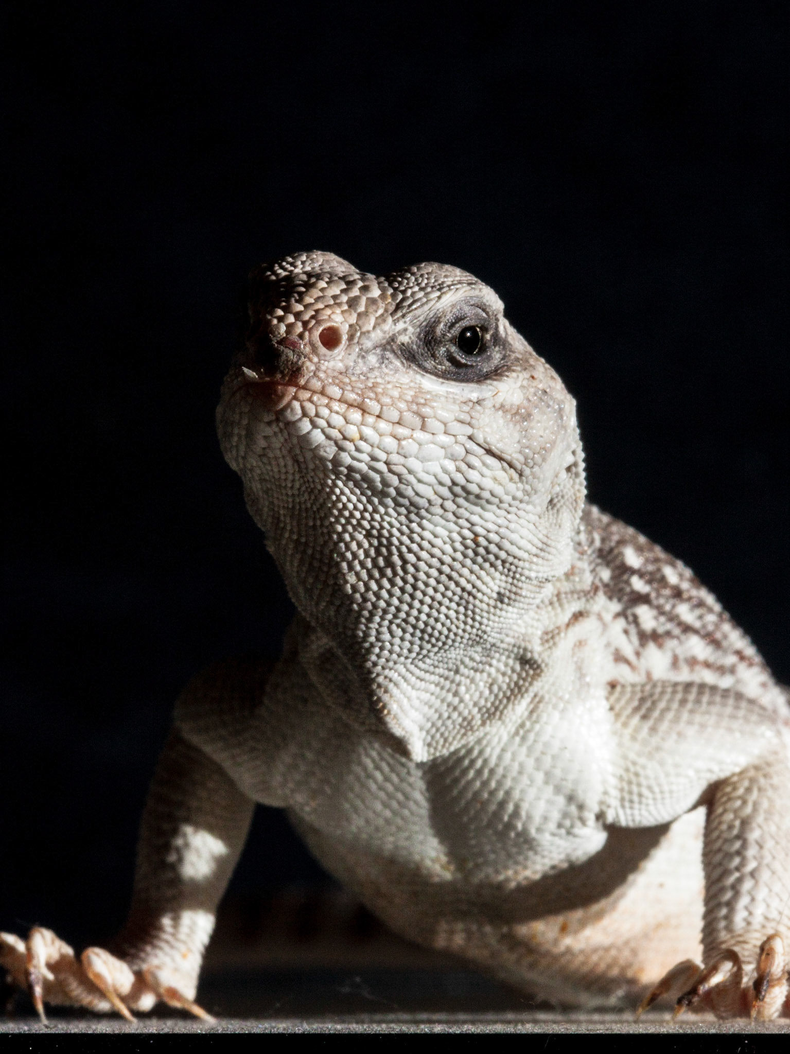 Desert Iguana (Dipsosaurus dorsalis)