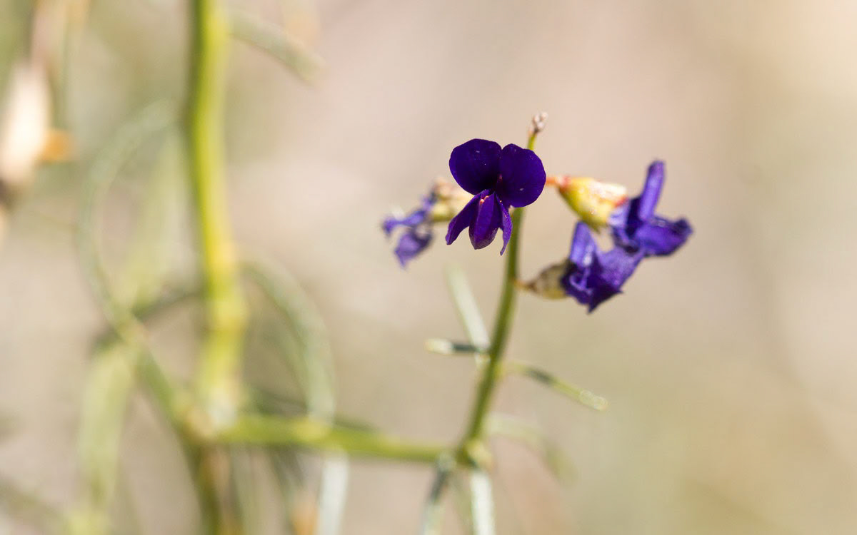 Indigo Bush (Psorothamnus schottii)