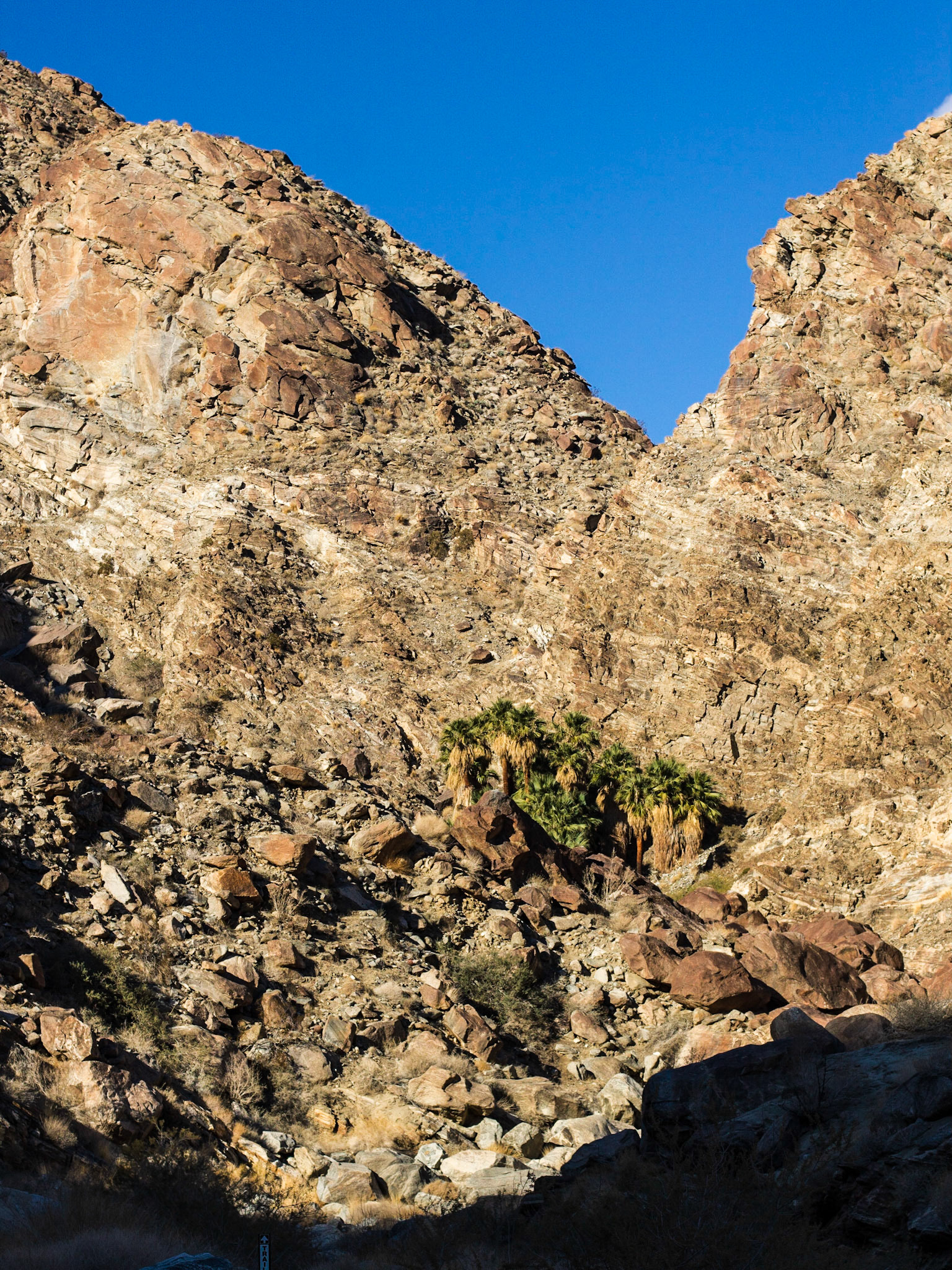 California Fan Palm (Washingtonia filifera)